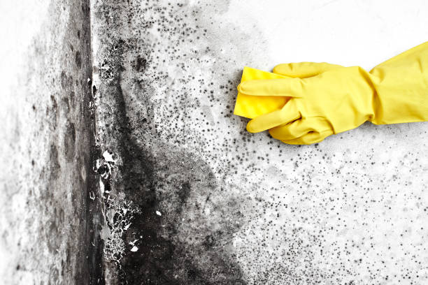 Best Residential Mold Remediation in Middleburg, PA